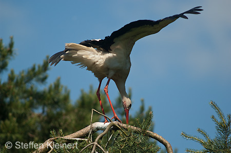 Weißstorch, Ciconia ciconia 034